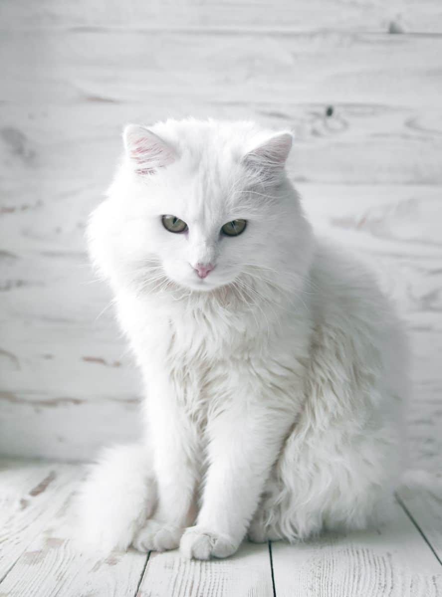 white cats symbolism