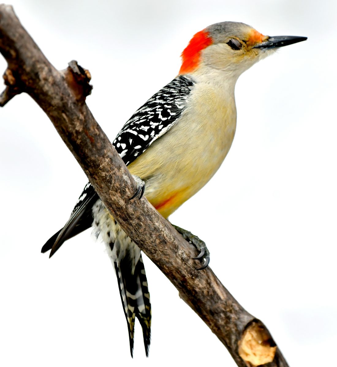 woodpecker omen