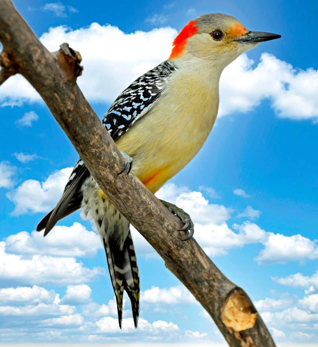 woodpecker spiritual meaning love