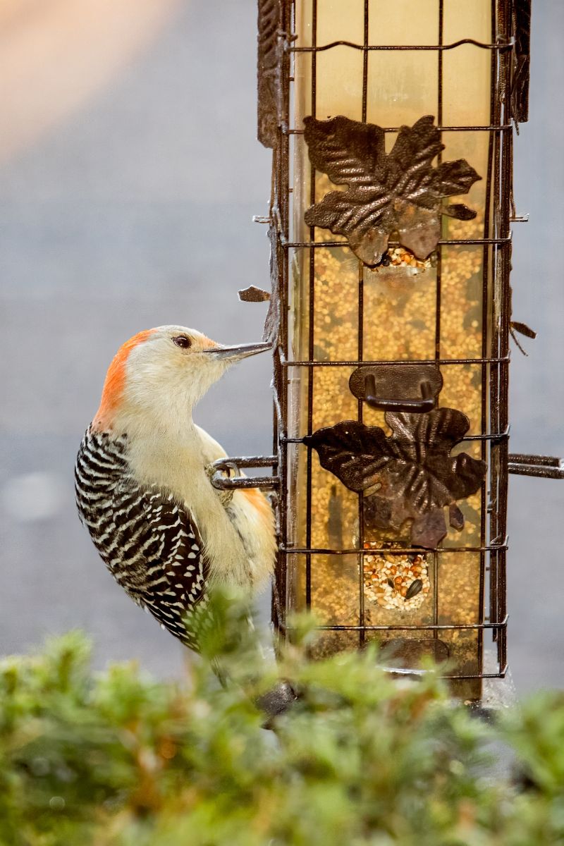 woodpecker spiritual meaning