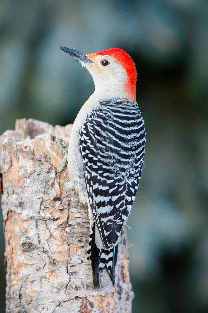 woodpecker symbolism