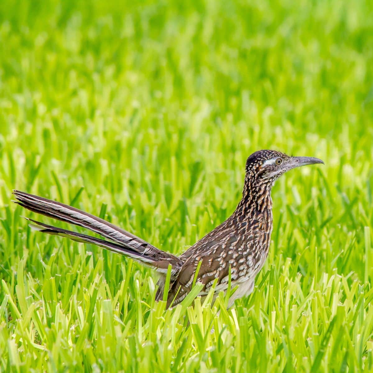 2 Roadrunners Crossed My Path Spiritual Meaning