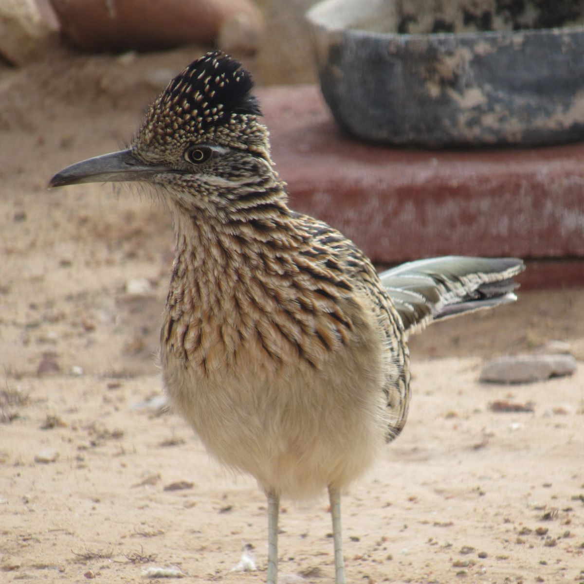 Are Roadrunner birds good luck