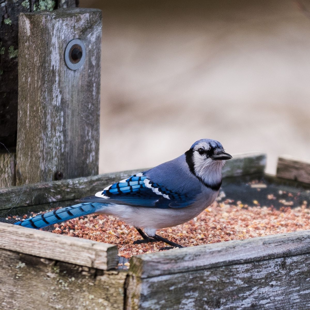 Biblical Meaning Of Seeing A Blue Jay