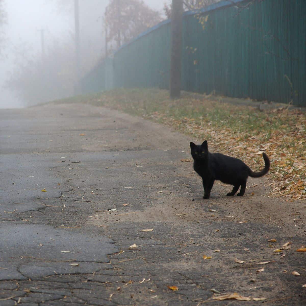 Black Cat Crossing Your Path While Driving Spiritual Meaning