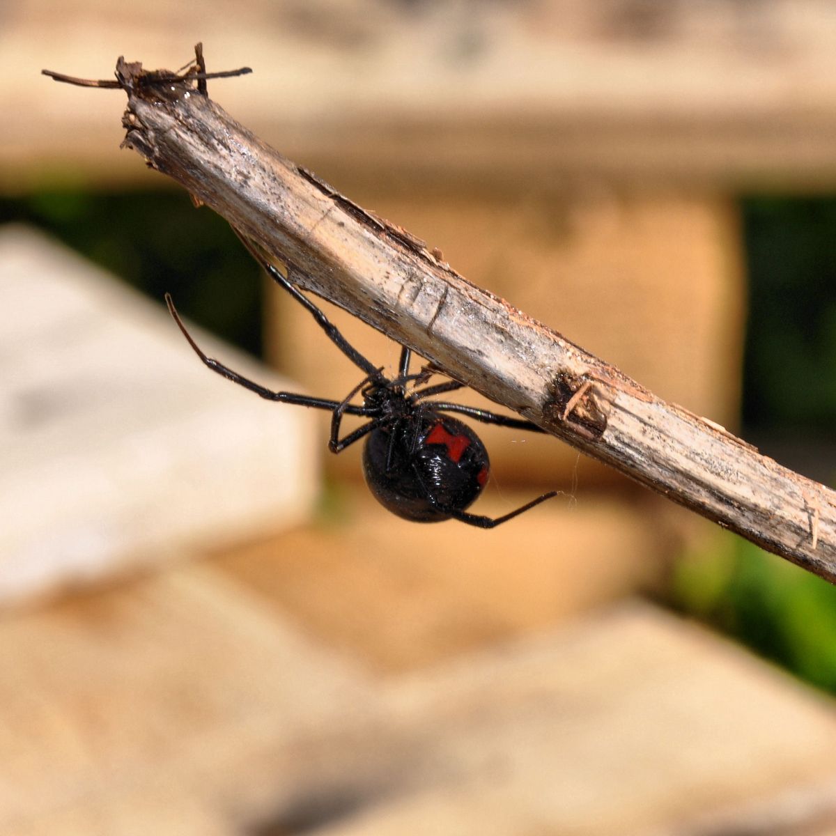 Black Widow Spider Spiritual Meaning