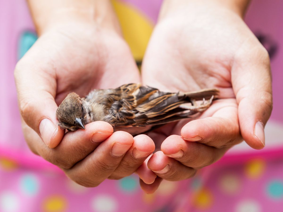 Dead Bird On Doorstep. it must look like a real photo