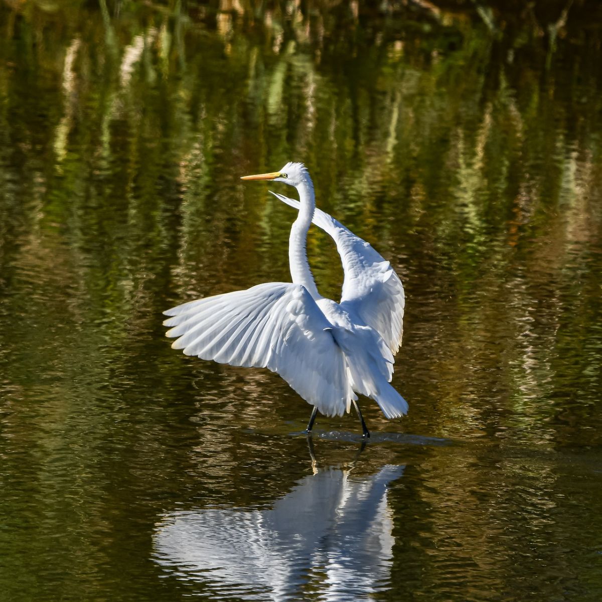 Great Egret Spiritual Meaning