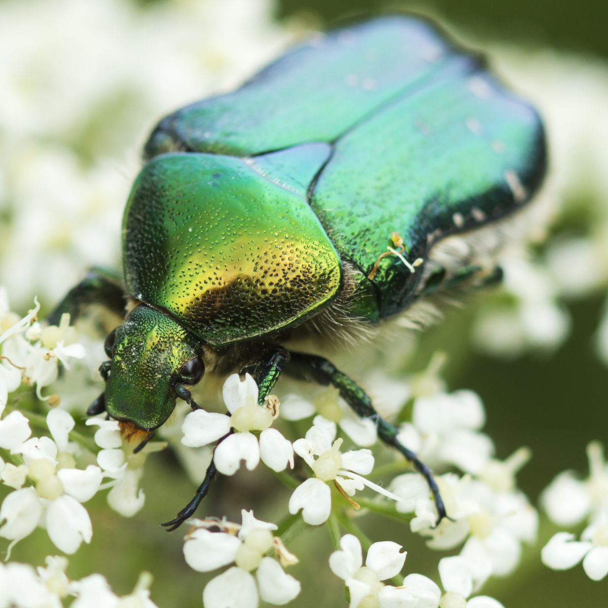 Green June Beetle Spiritual Meaning