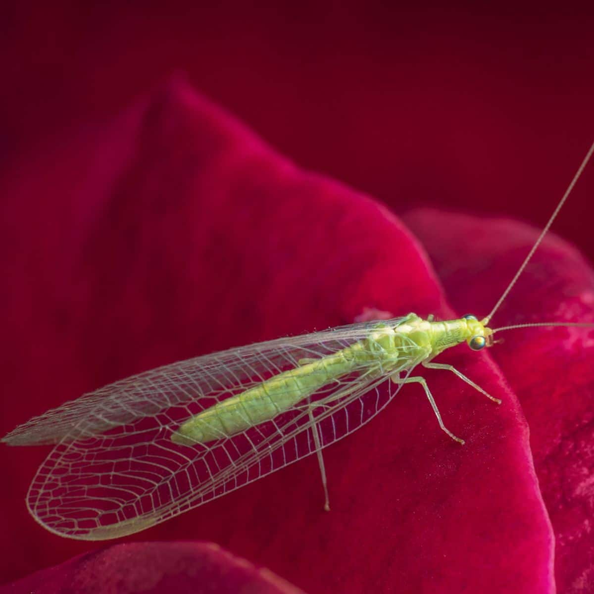 Green Lacewing In House Spiritual Meanings