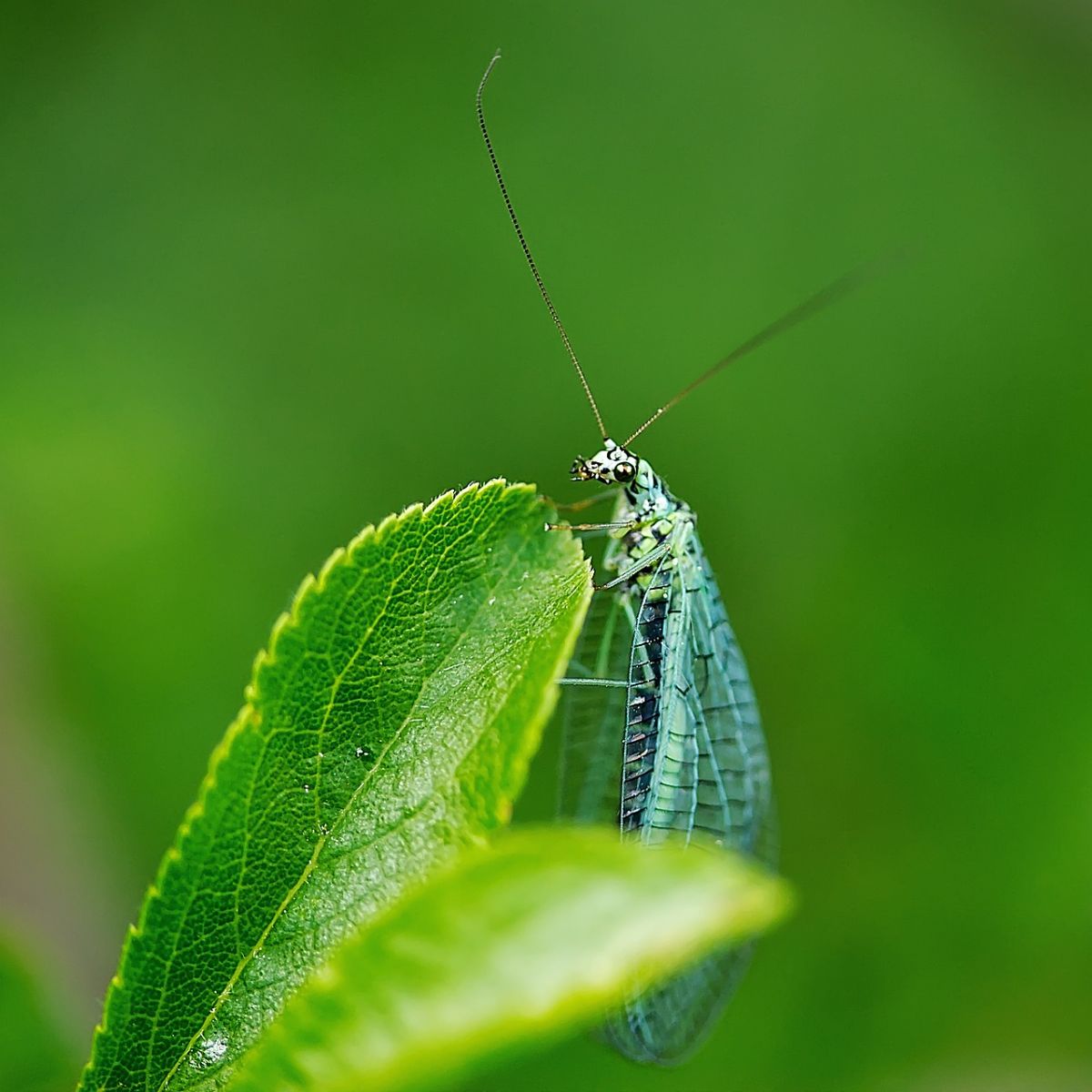 Green Lacewing - Spiritual Meaning