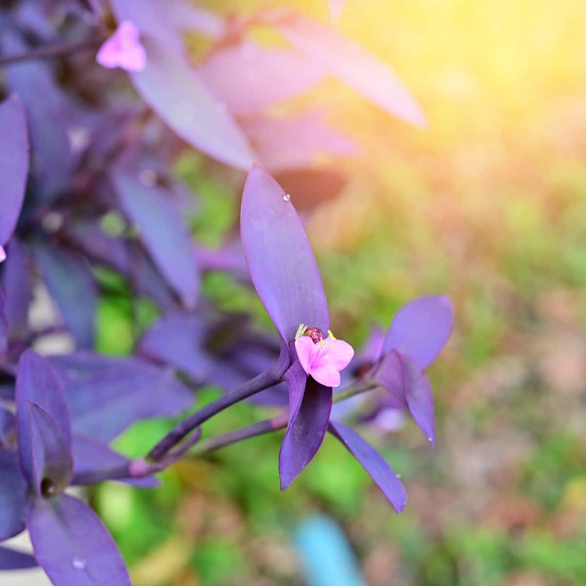 Purple Heart Plant - Spiritual Meaning