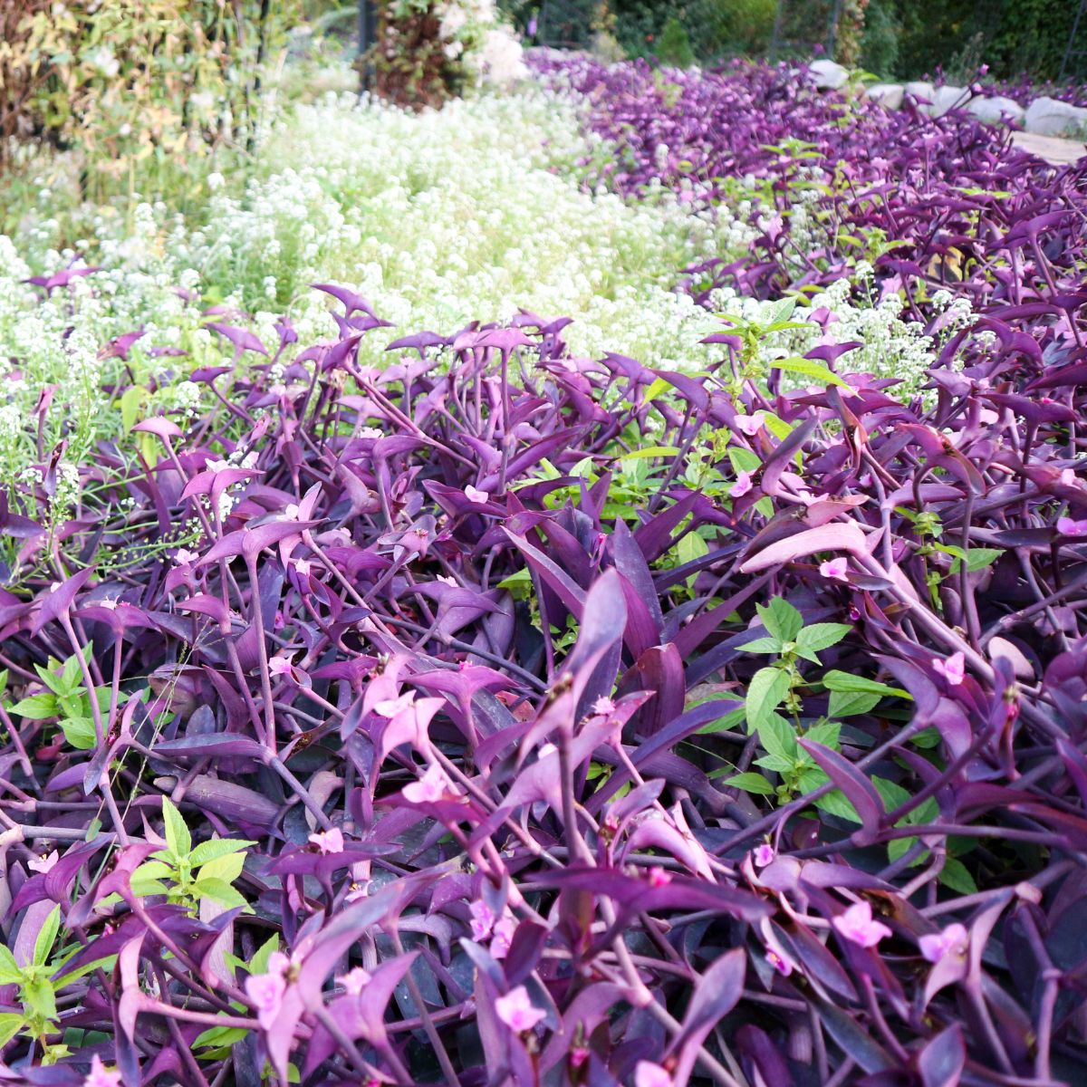 Purple Heart Plant Spiritual Meaning