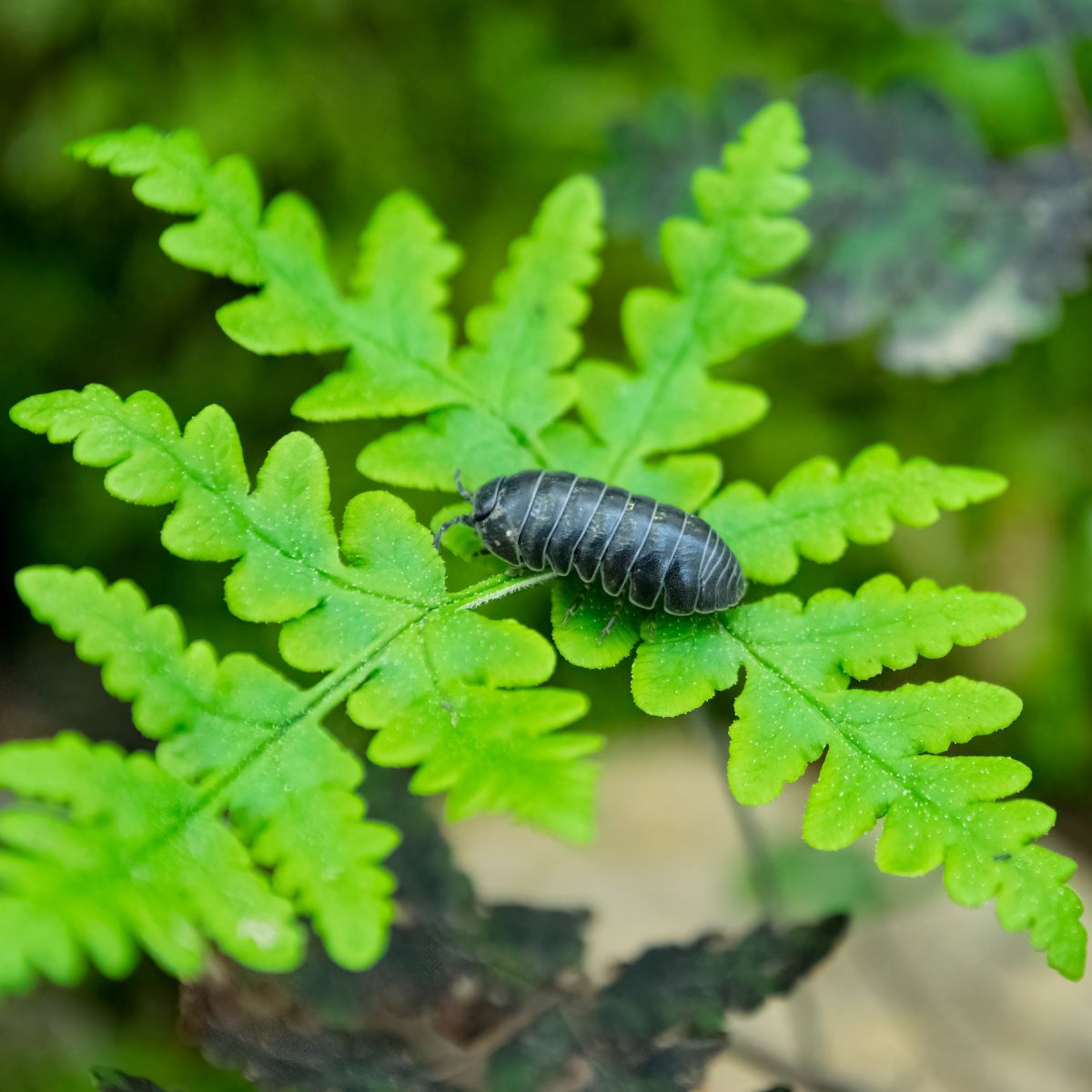 Rollie Pollie Bug Spiritual Meaning