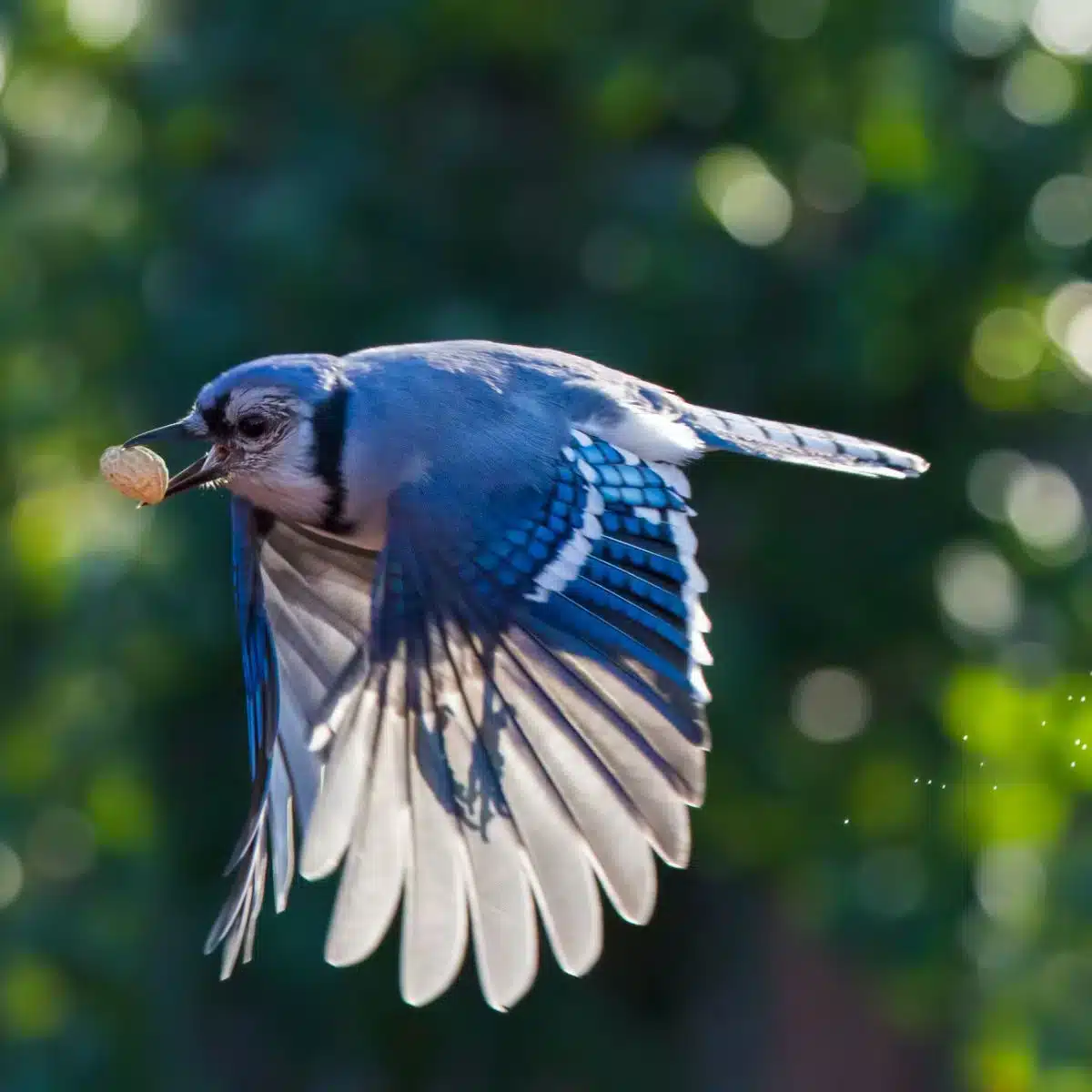 Seeing A Dead Blue Jay Spiritual Meaning