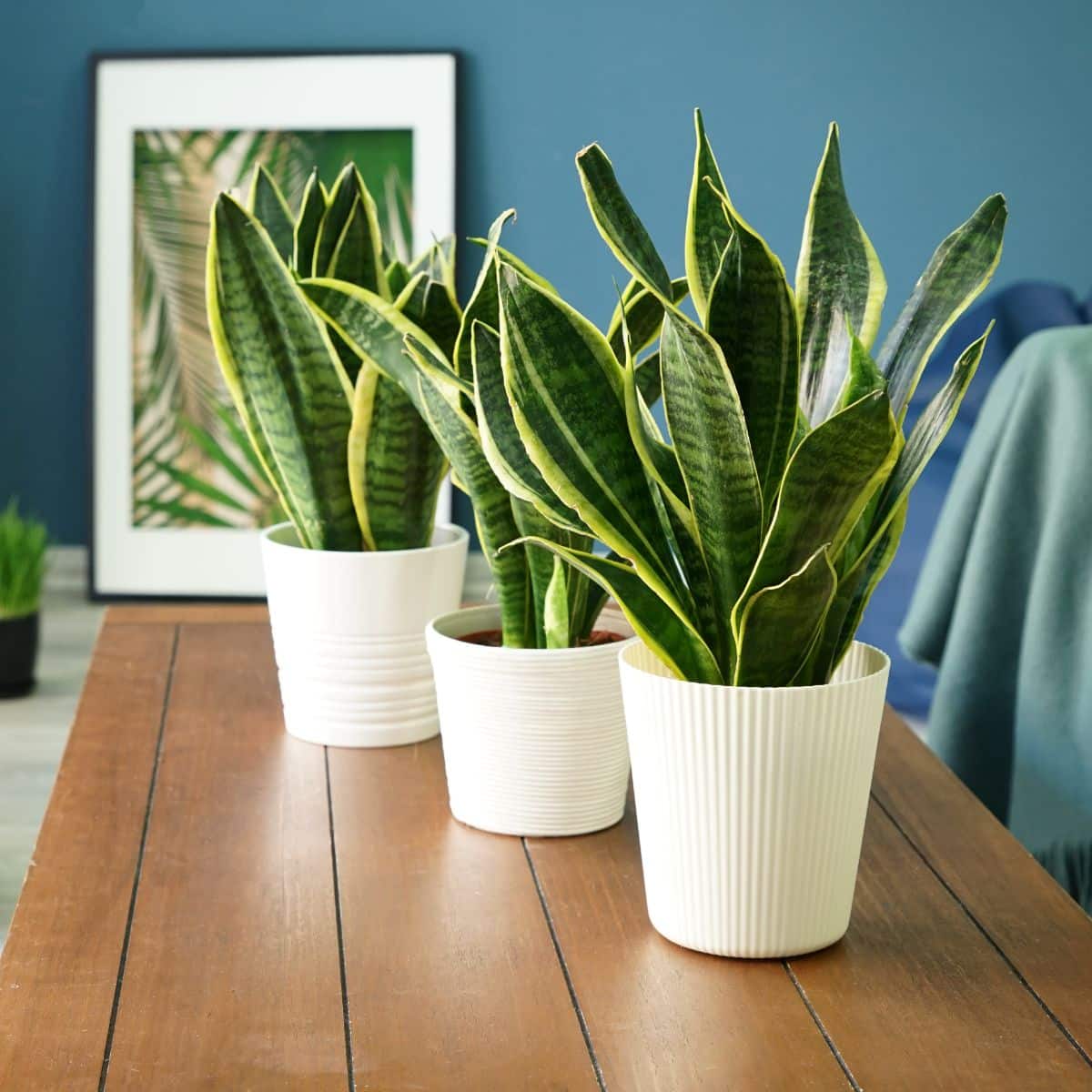 Snake Plant Spiritual Meaning