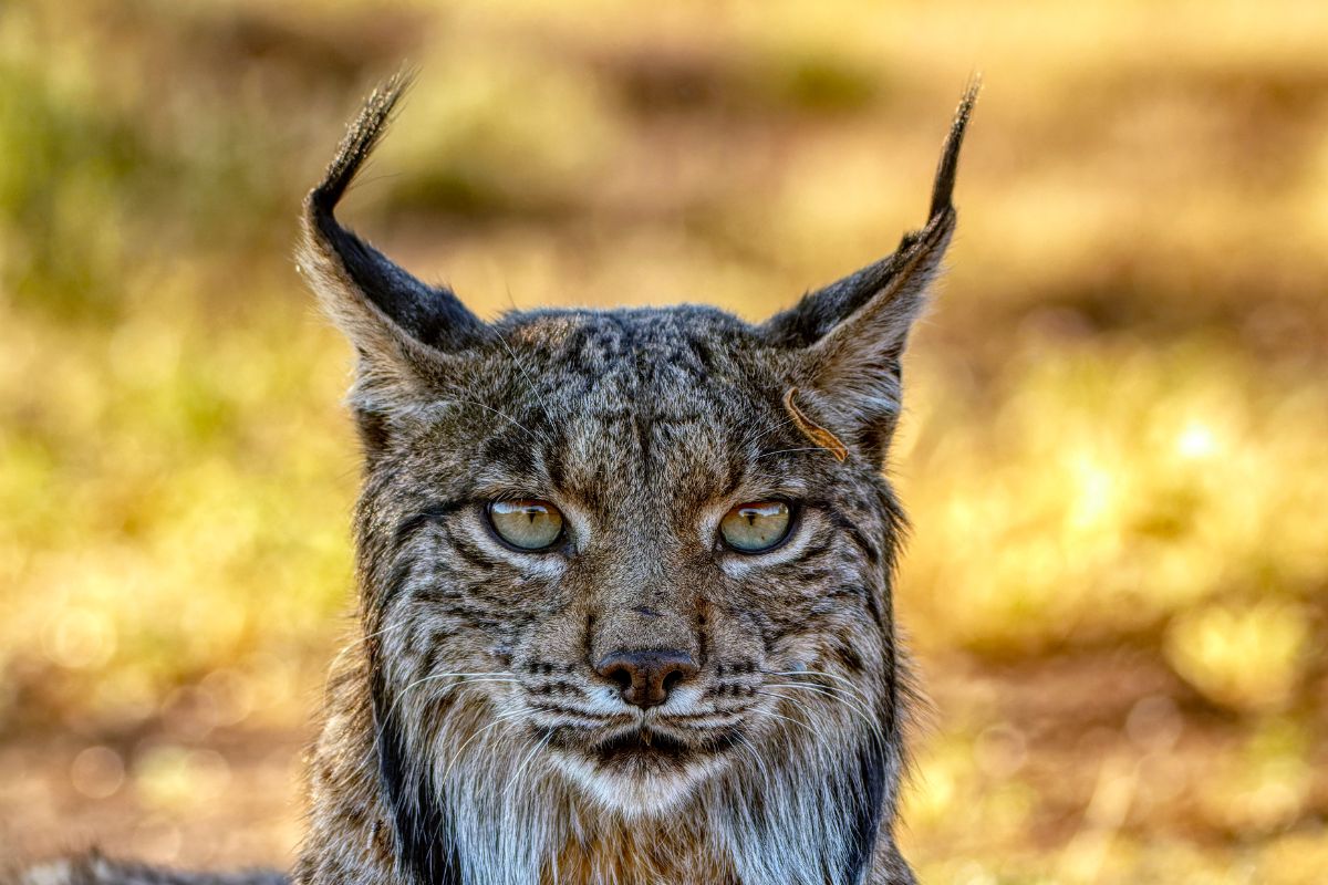 Spiritual Meaning Of A Bobcat Crossing Your Path