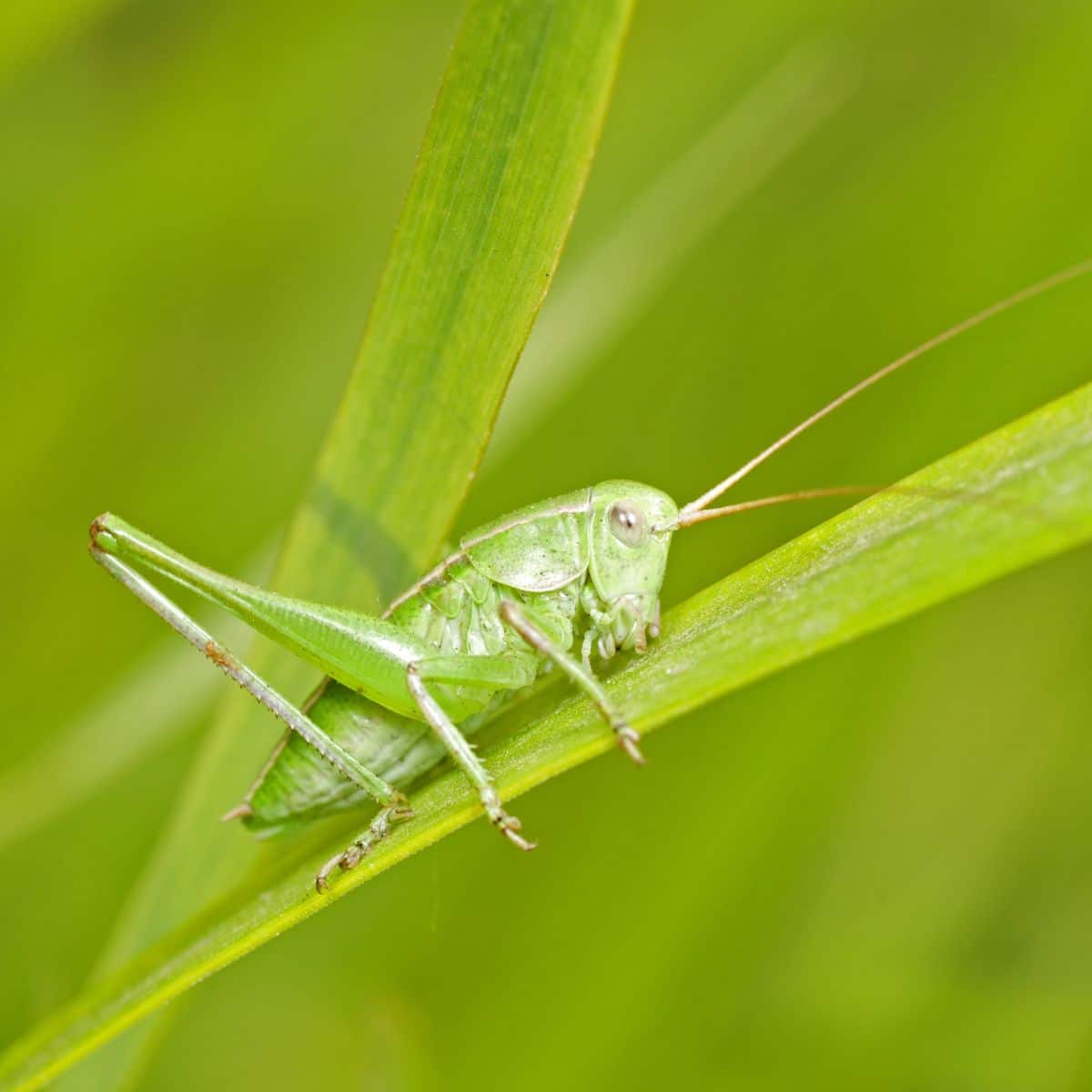 Spiritual Meaning Of A Green Grasshopper In Your Path