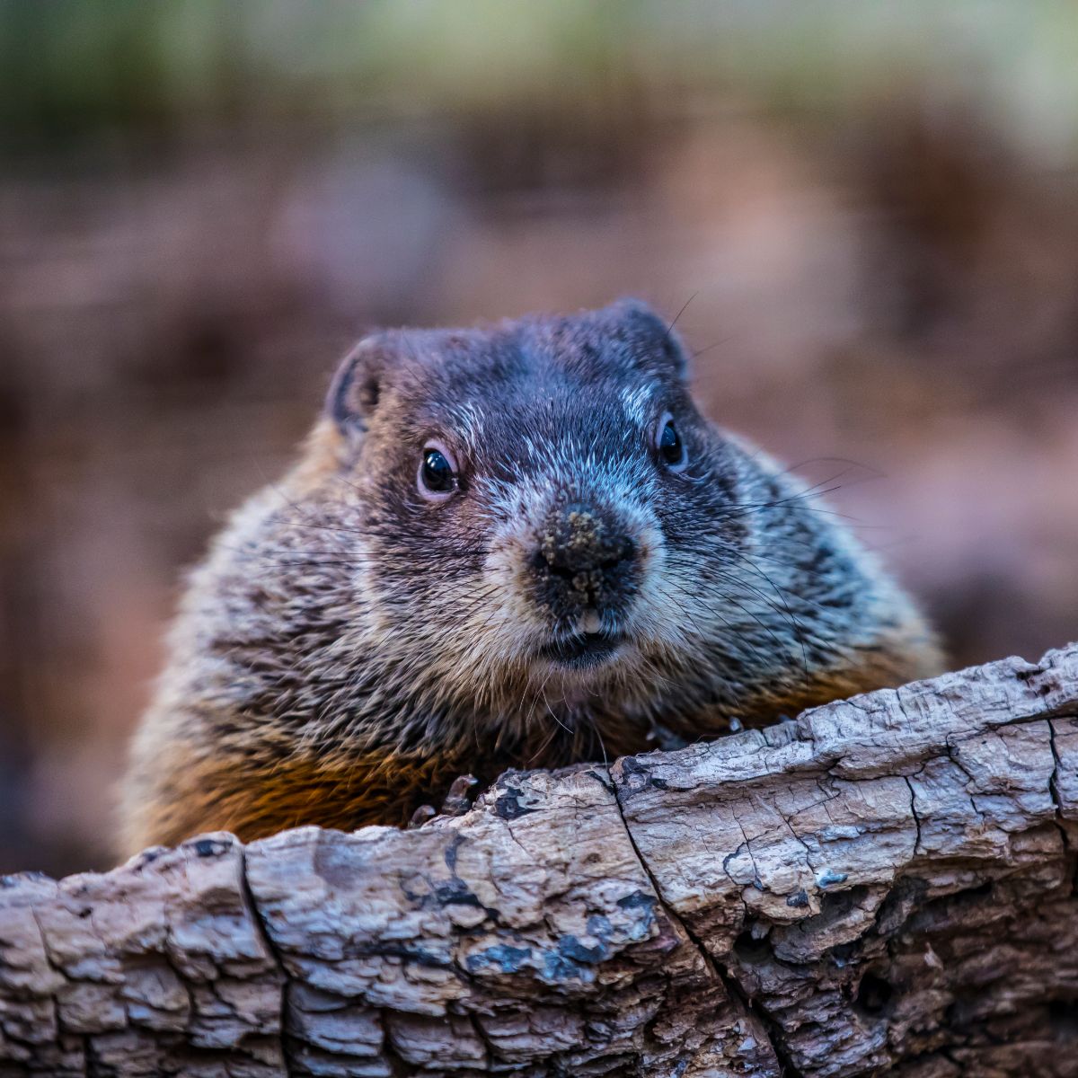 Spiritual Meaning Of A Groundhog Crossing Your Path During The Day