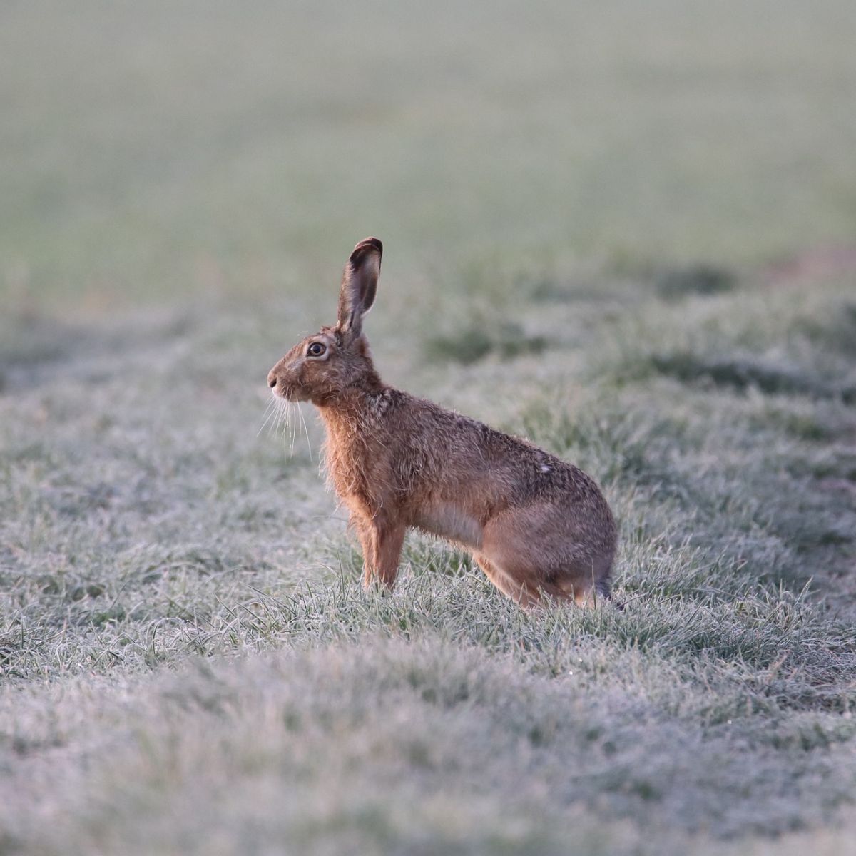 Spiritual Meaning Of A Hare Crossing Your Path