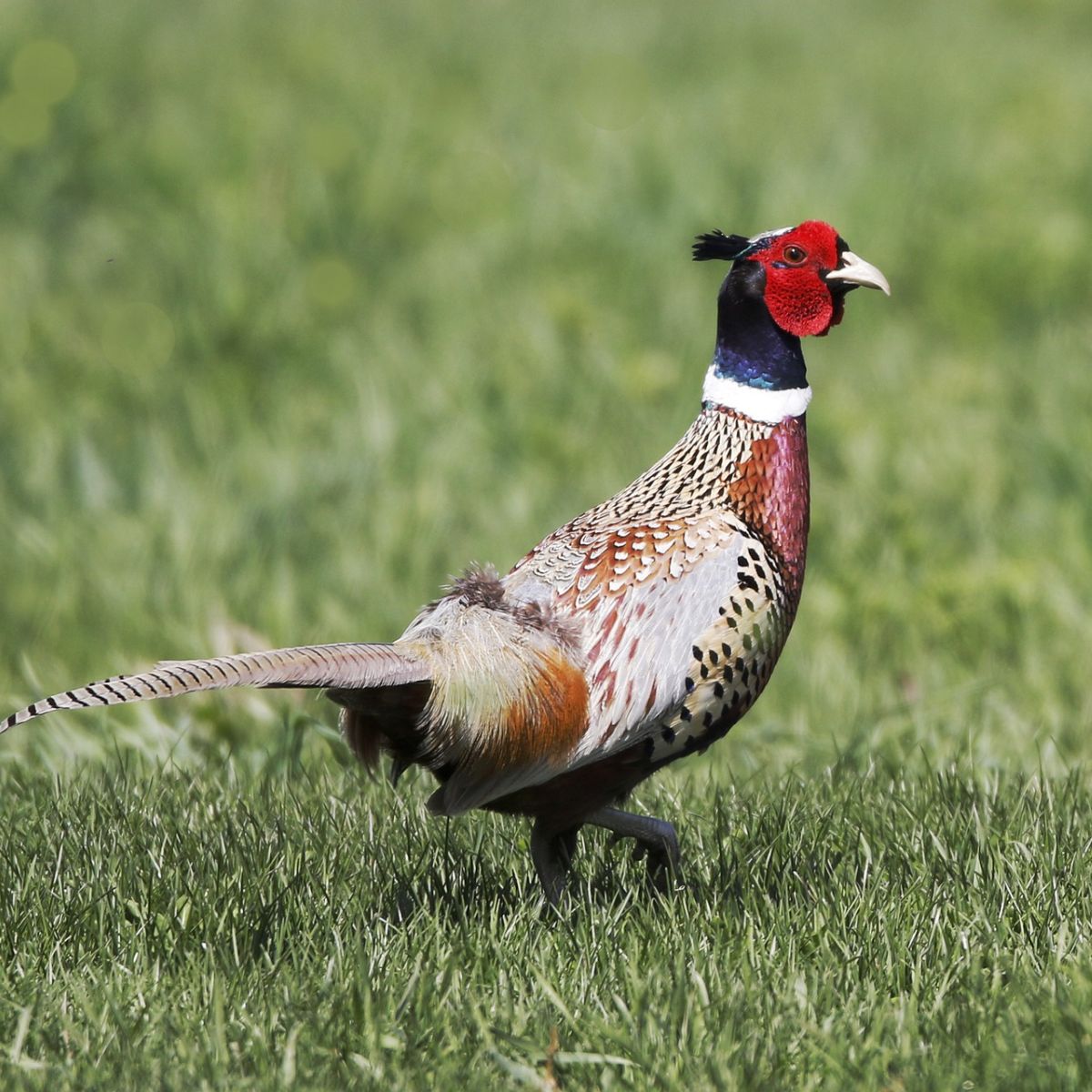 Spiritual Meaning Of A Pheasant Crossing Your Path