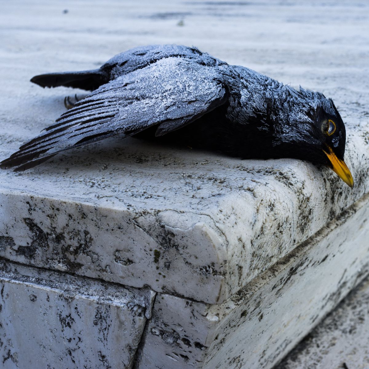 Spiritual Meaning Of Dead Bird On Doorstep