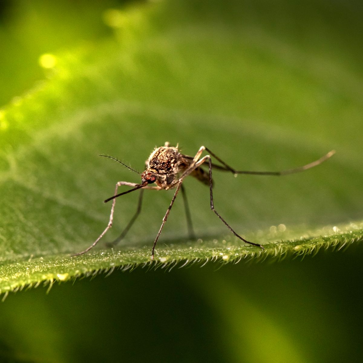 Spiritual Meaning Of Mosquitoes In The House