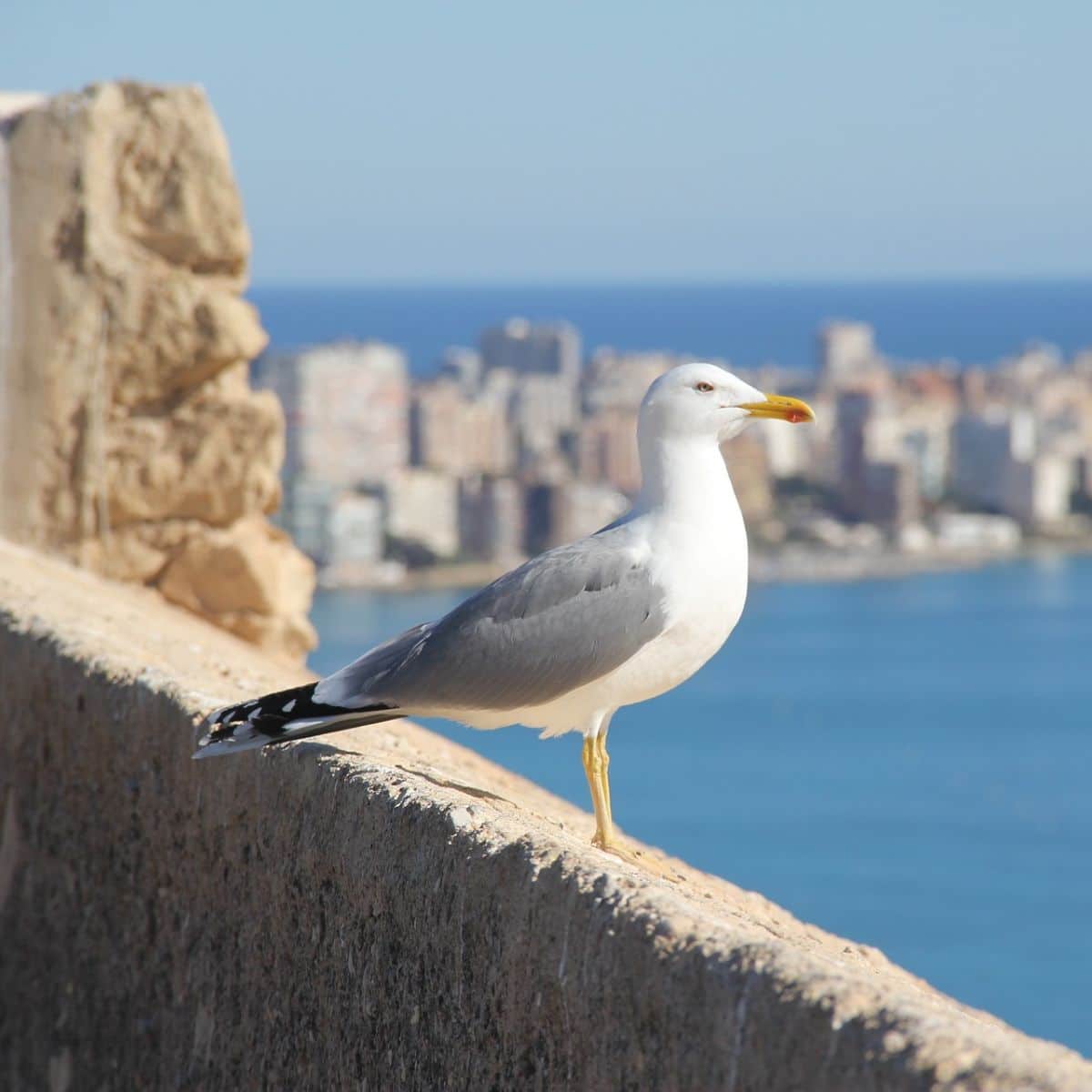 Spiritual Meaning Of Seagull Crossing Your Path