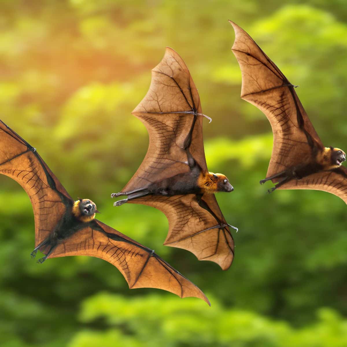 Spiritual Meaning Of Seeing A Bat During The Day