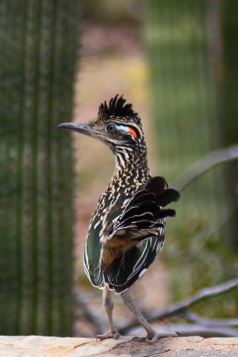 What It Means When a Roadrunner Crosses Your Path