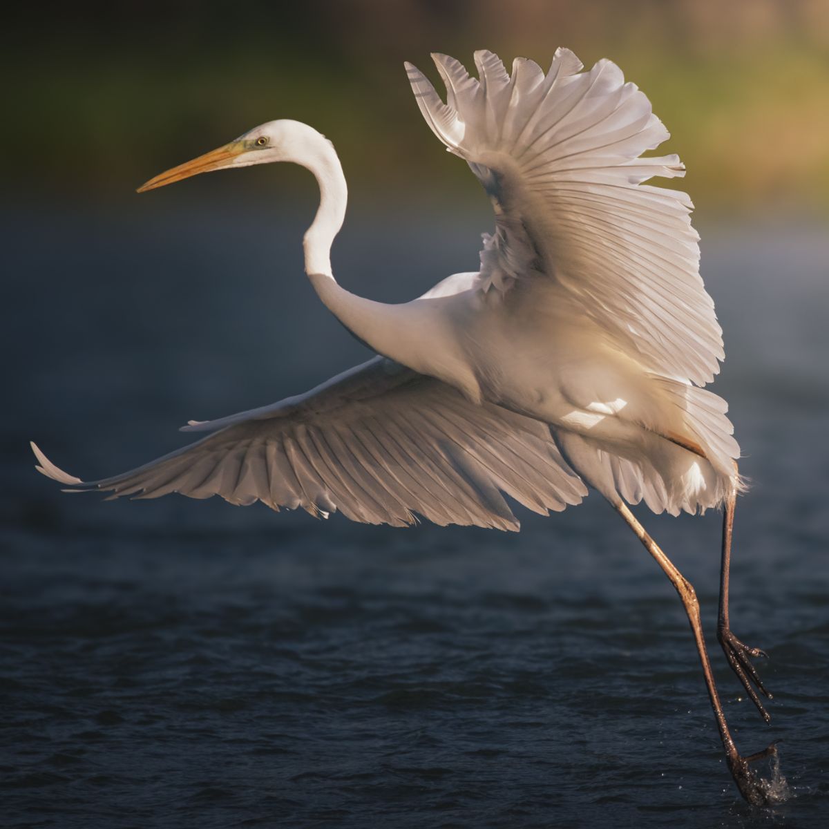 What does it mean to see a great white egret