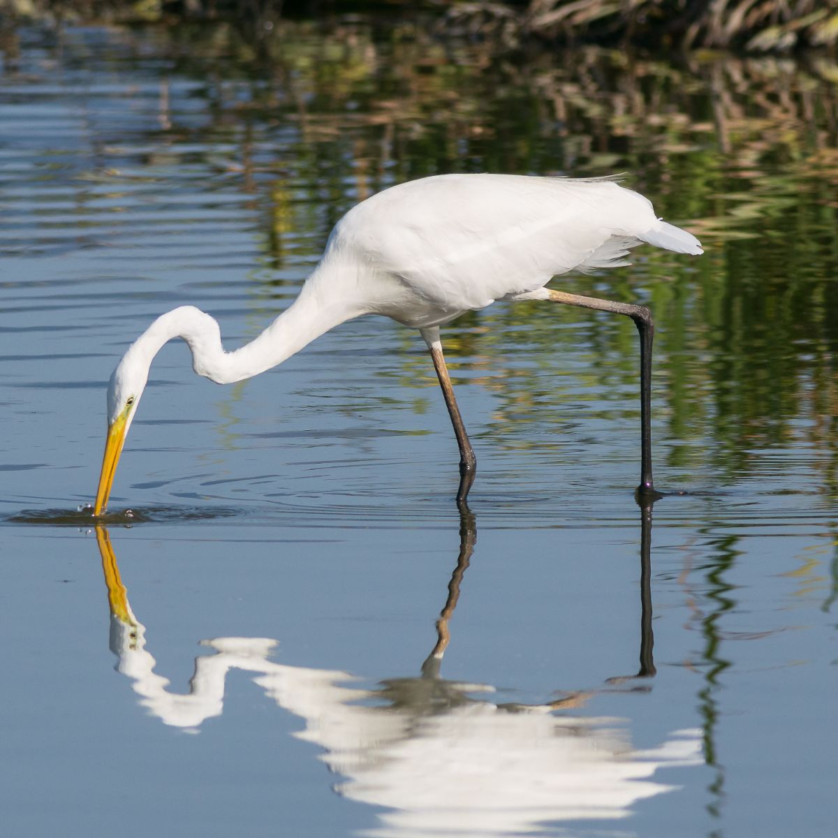 What does the great egret symbolize