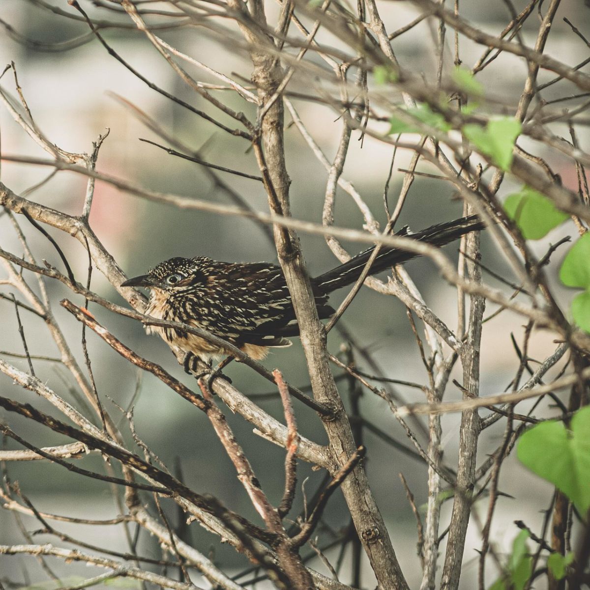 What is the meaning of seeing a roadrunner