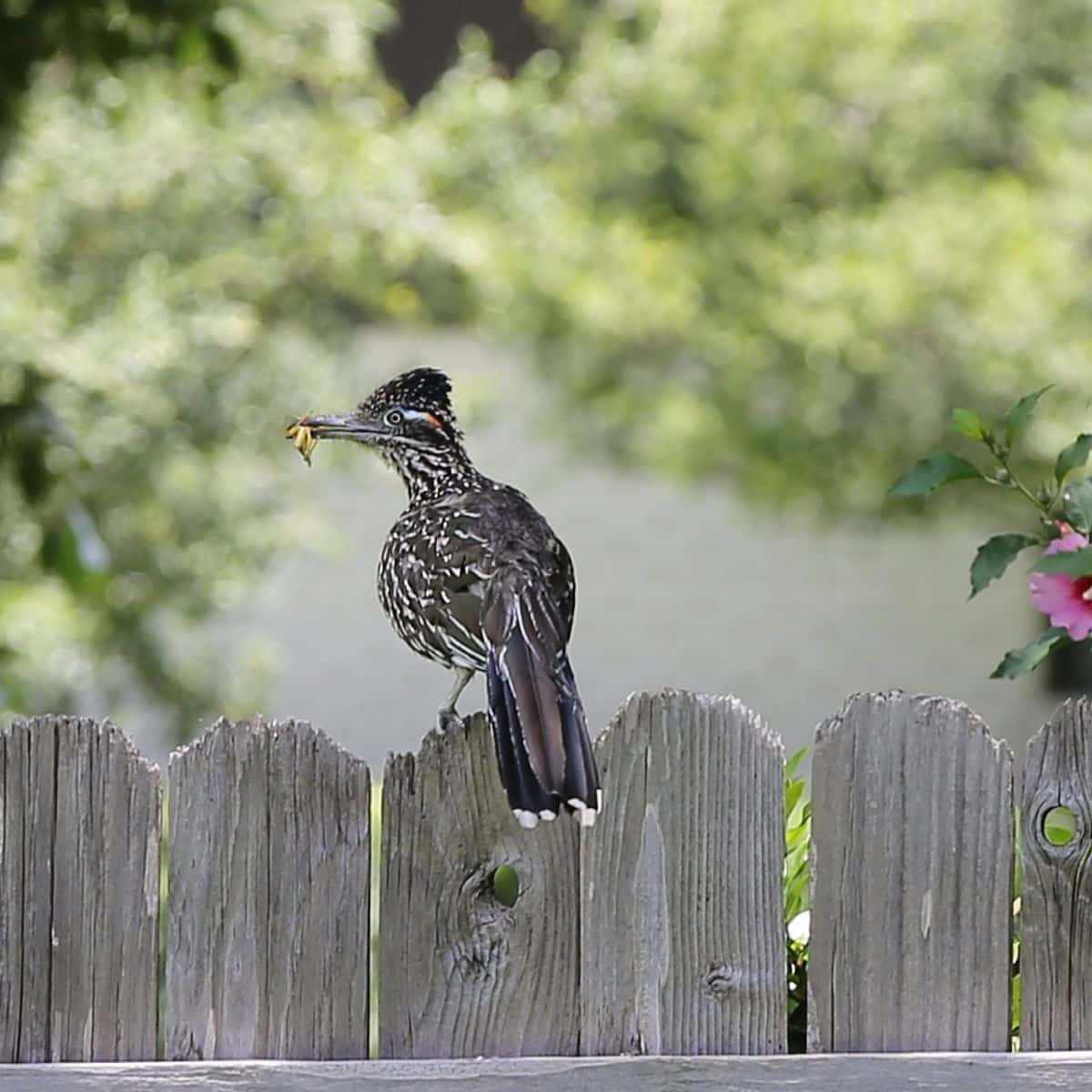 What is the superstition about roadrunners