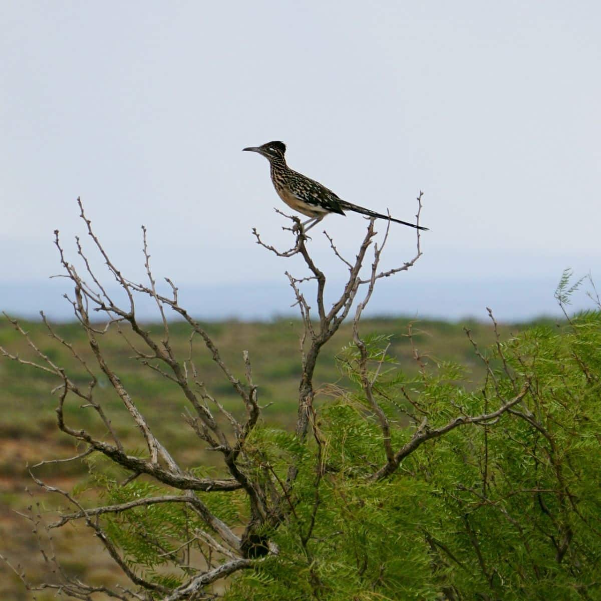 What to Expect When a Roadrunner Crosses Your Path