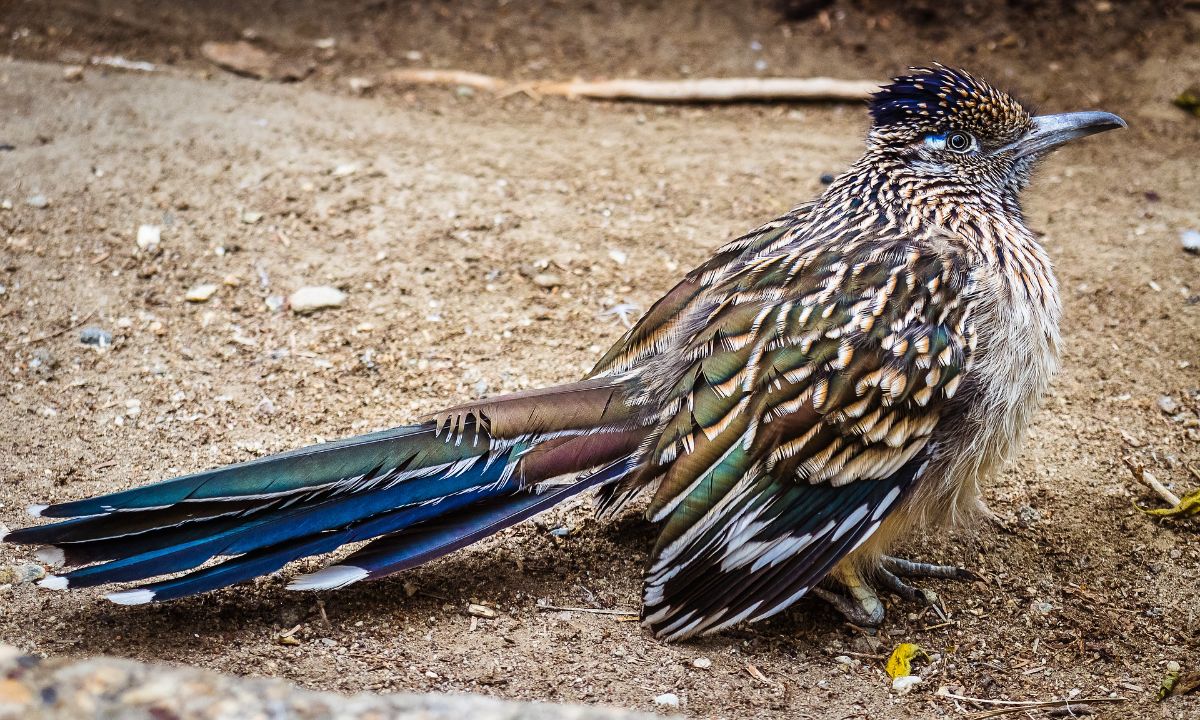 When A Roadrunner Crosses Your Path - Spiritual Meaning