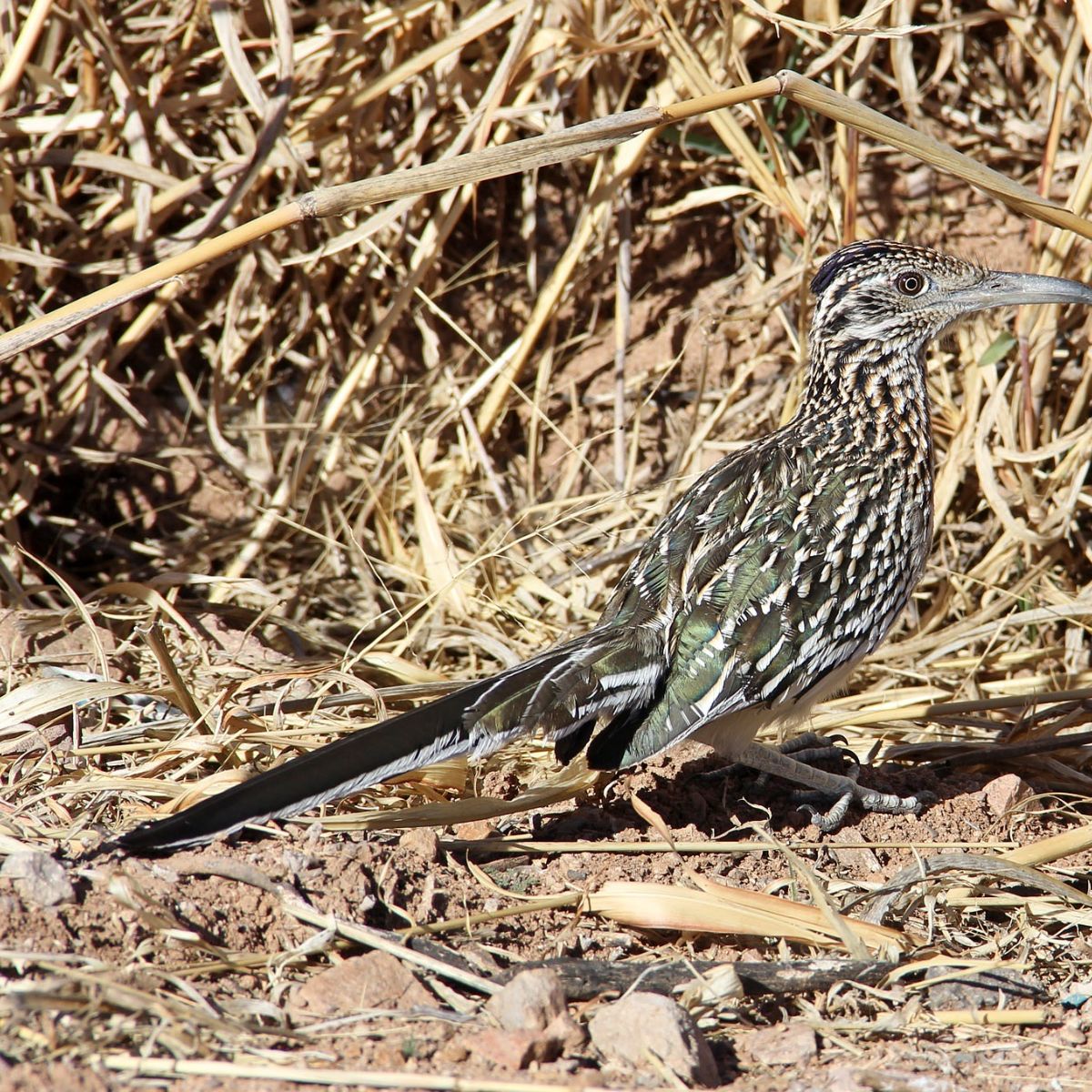 When A Roadrunner Crosses Your Path