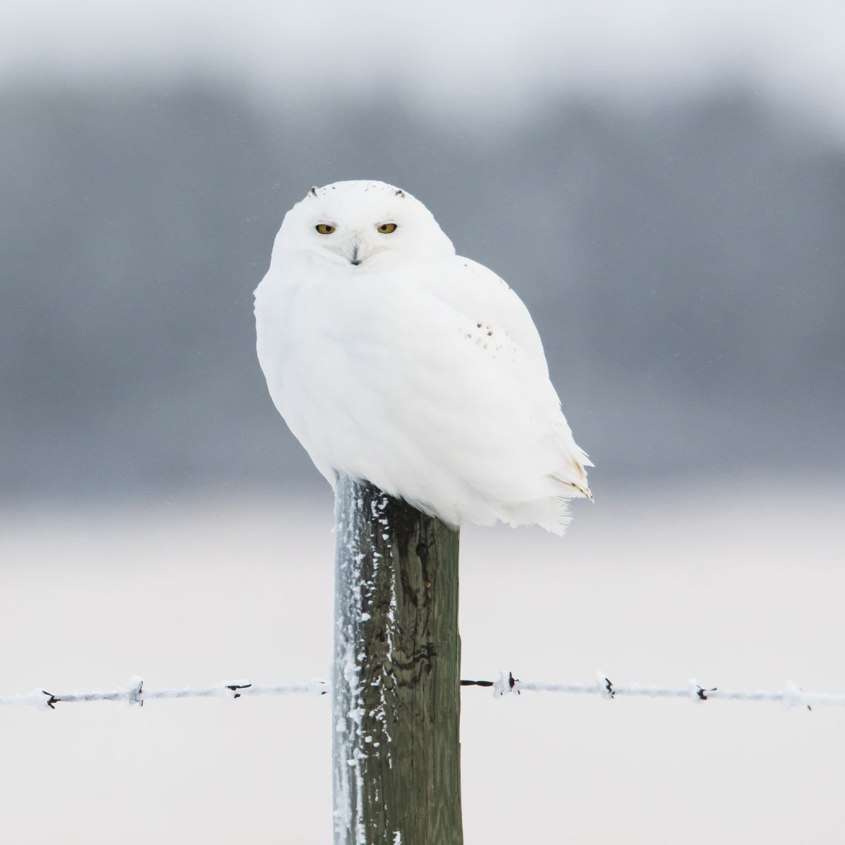 White Owl - 9 Spiritual Meanings