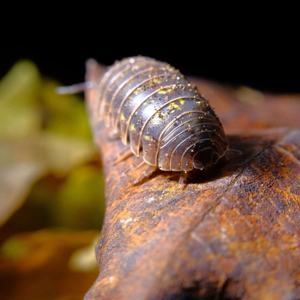 are rollie pollies good luck