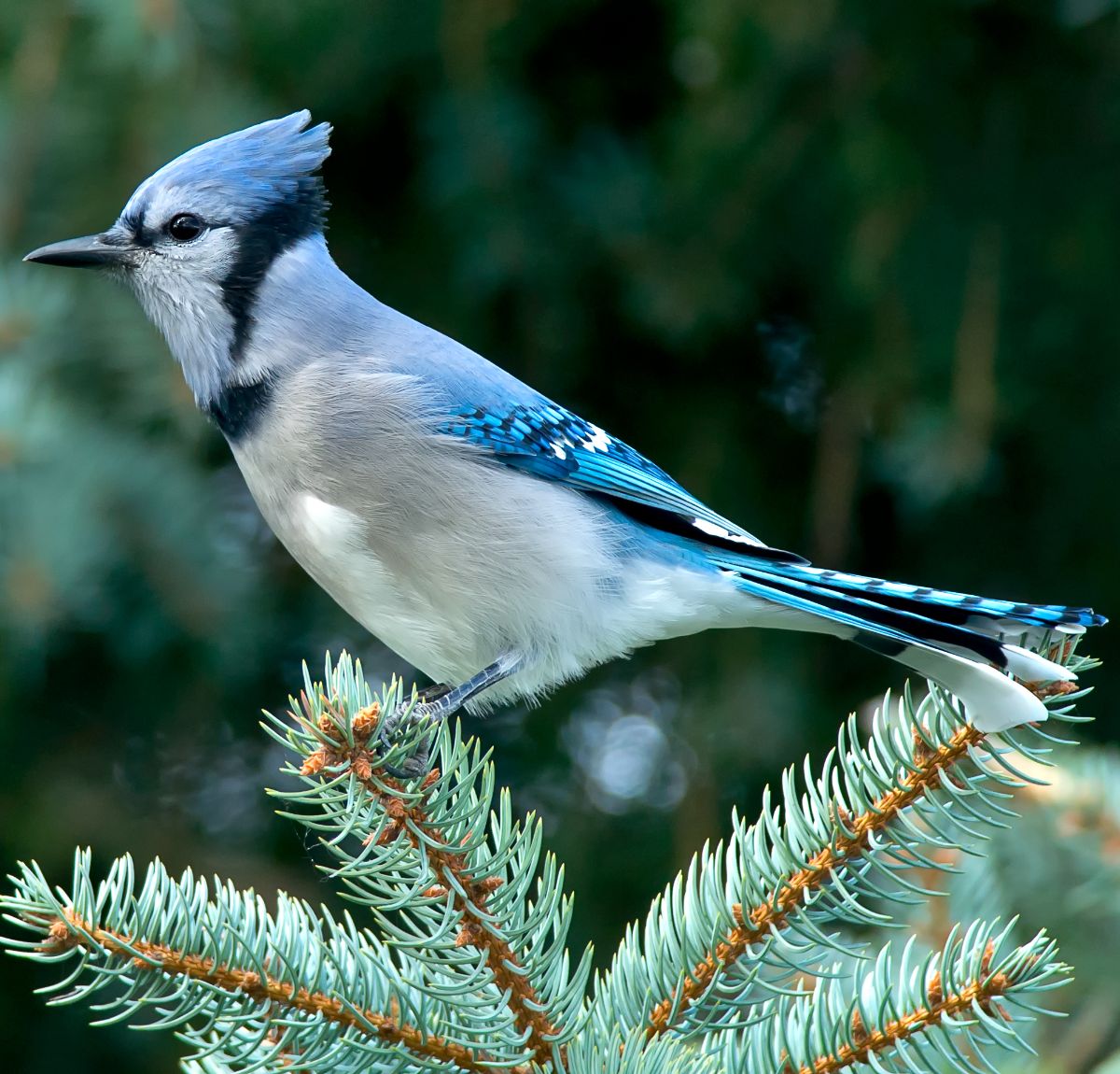 biblical meaning of seeing a blue jay