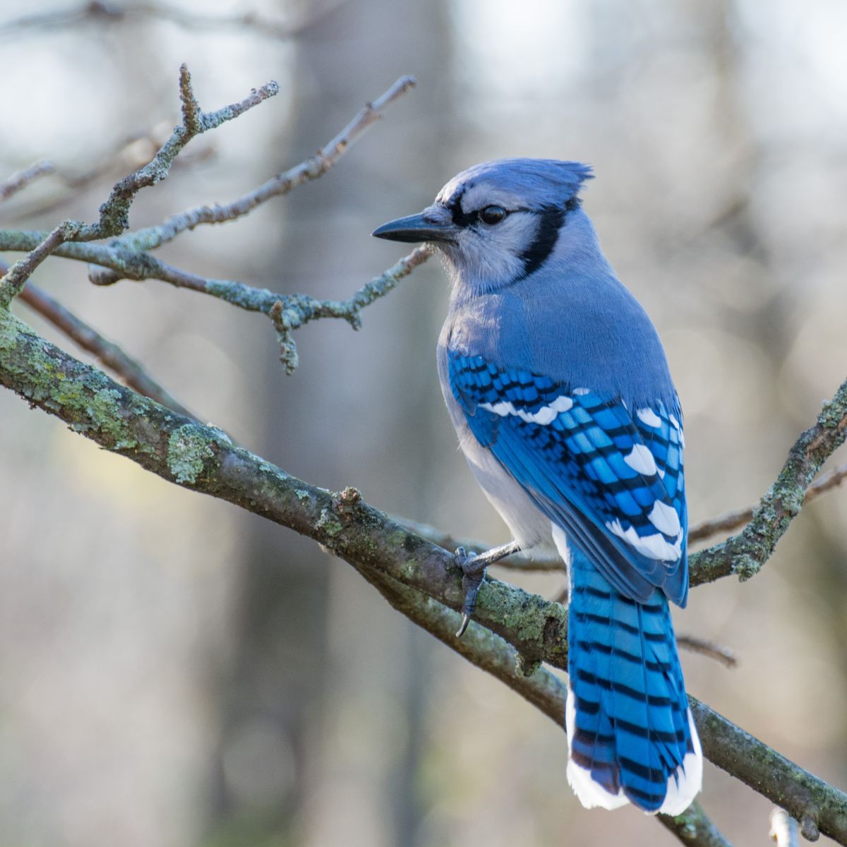 biblical meaning of seeing a blue jay at night