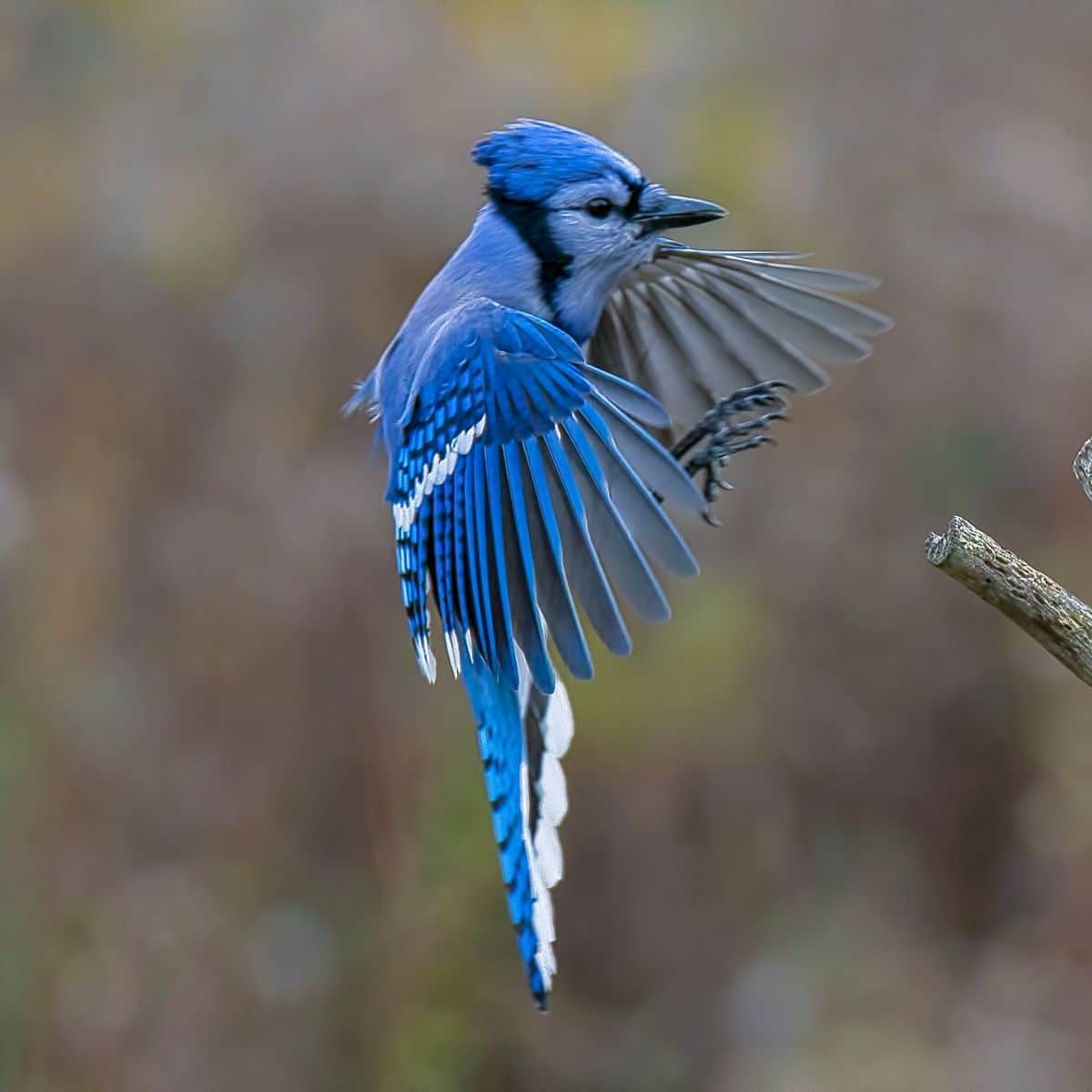 biblical meaning of seeing a blue jay attacking you