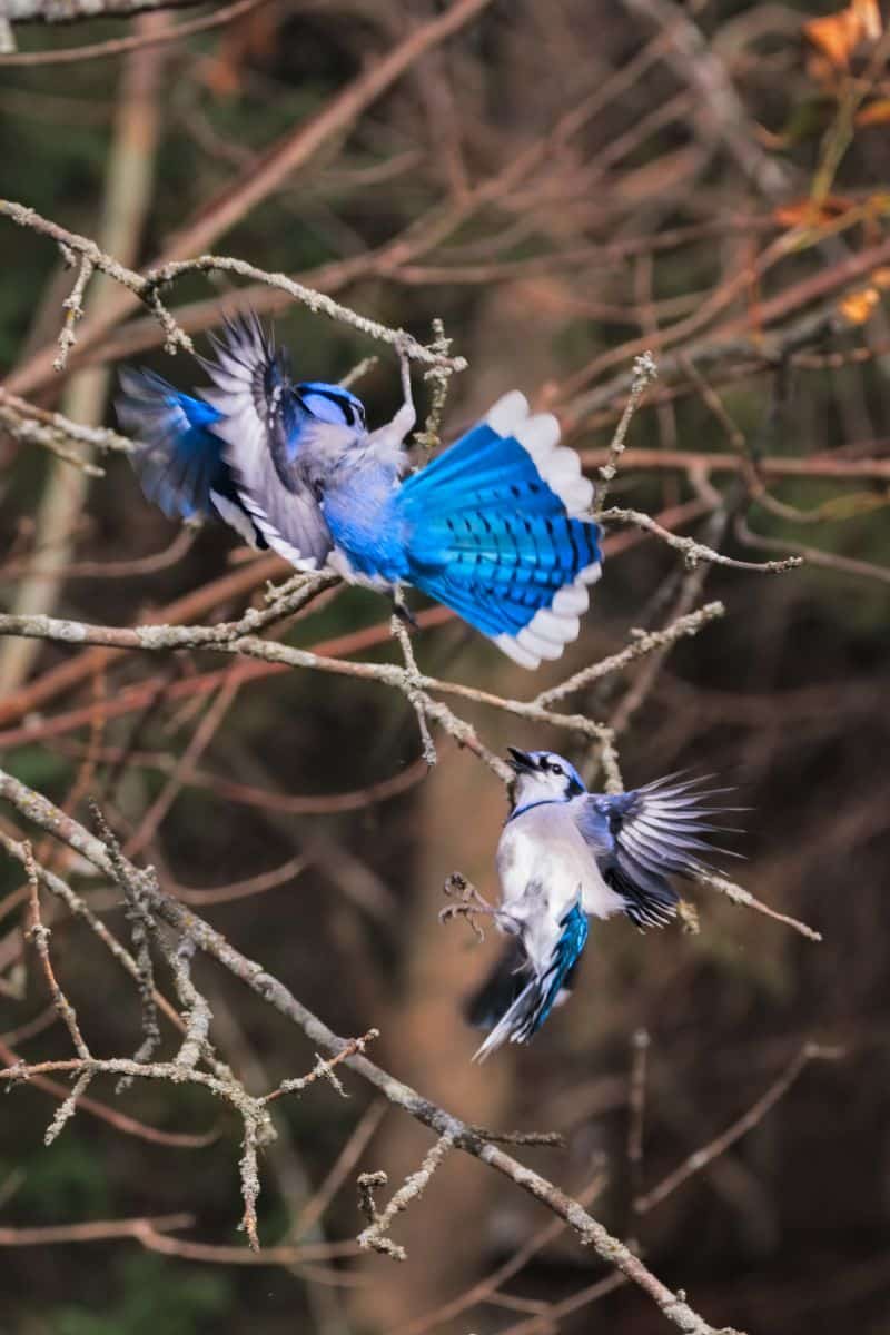 biblical meaning of seeing a blue jay behind