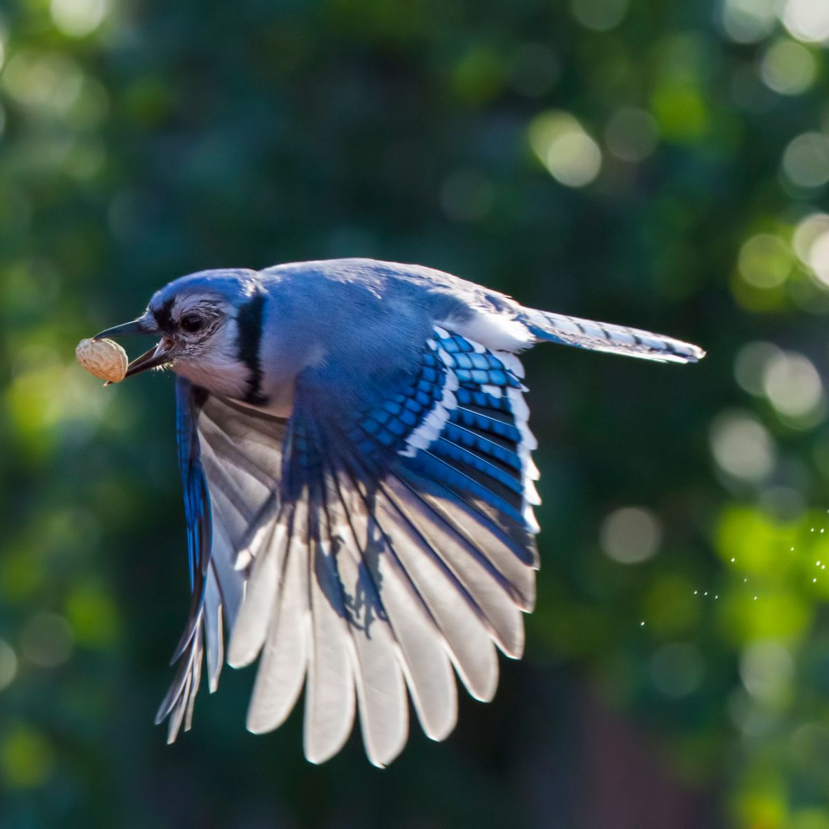 biblical meaning of seeing a blue jay biblical meaning