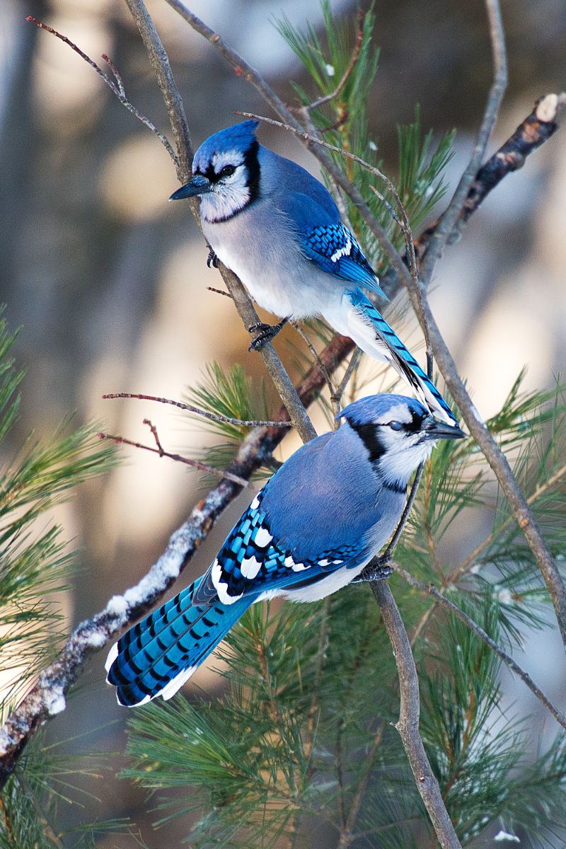 biblical meaning of seeing a blue jay bird