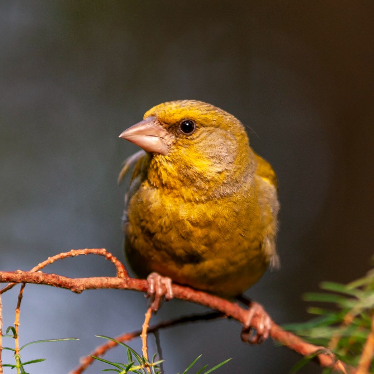 birds chirping at 1am spiritual meaning