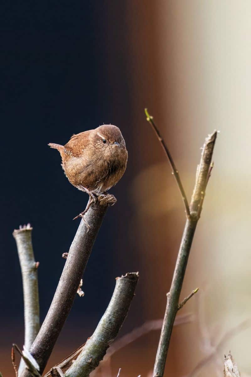 birds chirping at night spiritual meaning