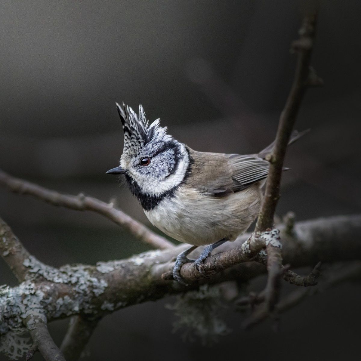 birds singing at night spiritual meaning