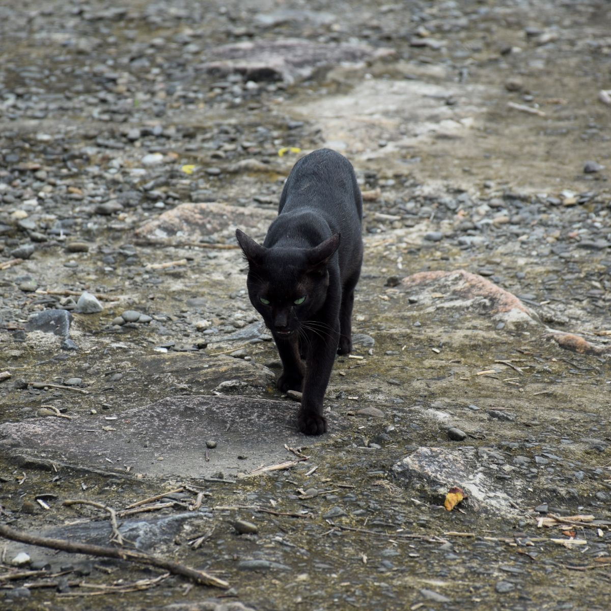 black cat crossing your path spiritual meaning