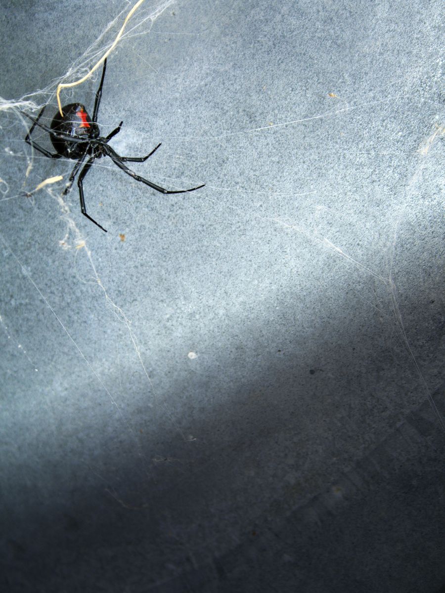 black widow spider symbolism